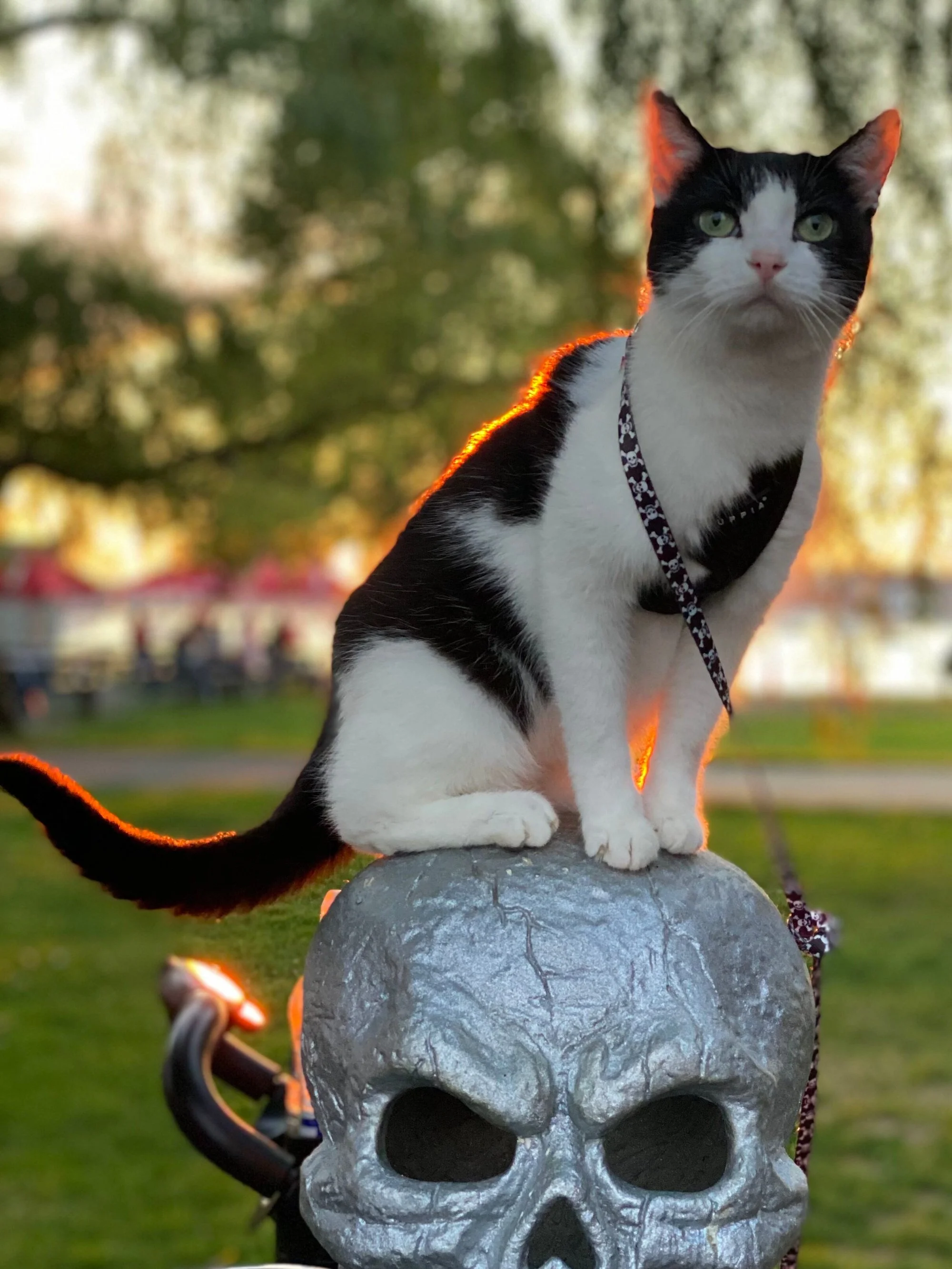 JAX Acro-Cat Catnip Shakers — Rock Cats Rescue Inc